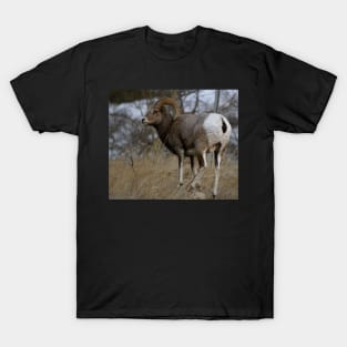 Big Horn Sheep T-Shirt